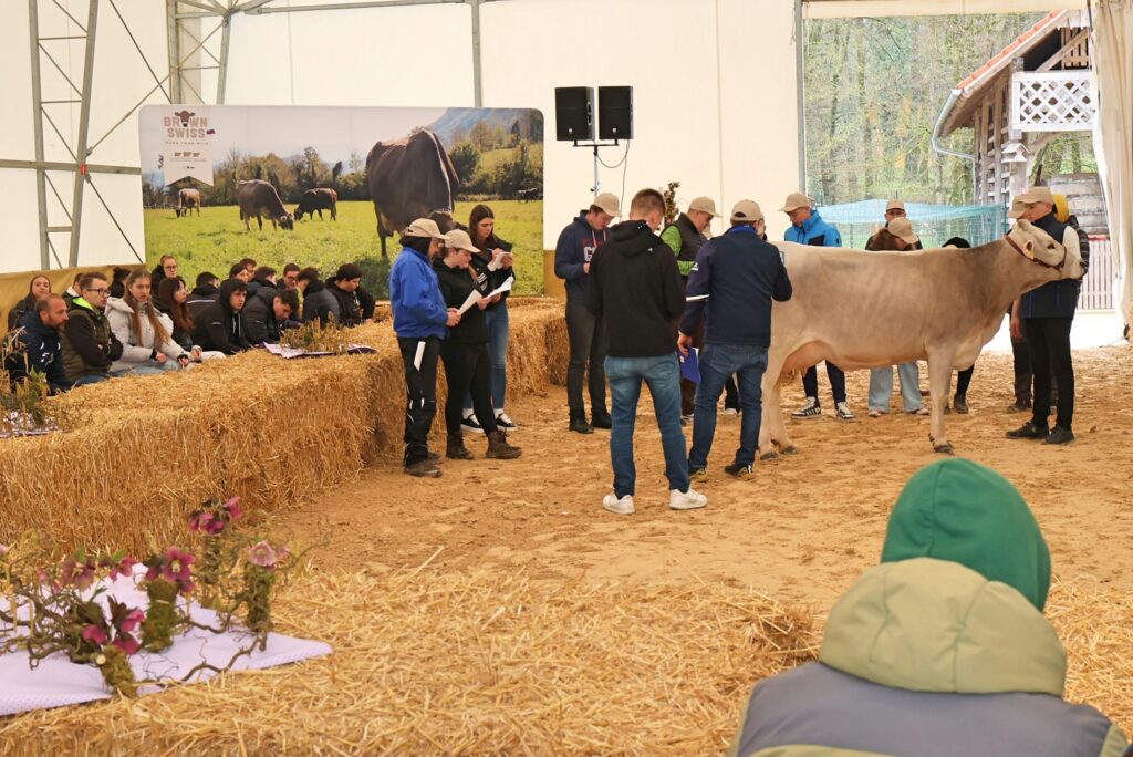 Razstava govedi rjave pasme