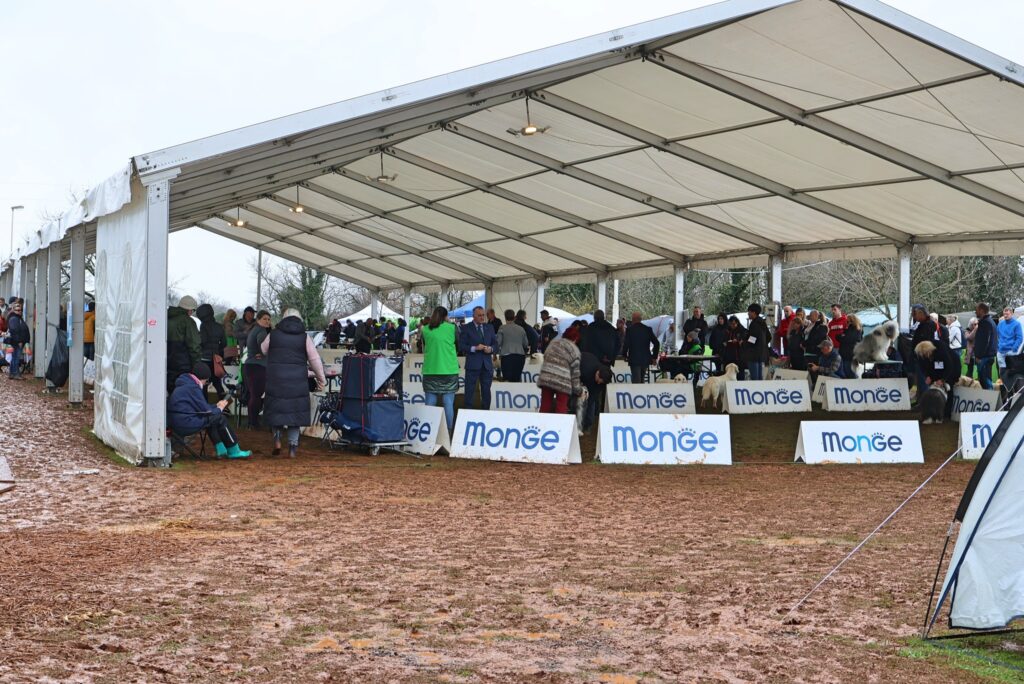 Ozvočenje Spring KARST Winner dog SHOW, 2025 1