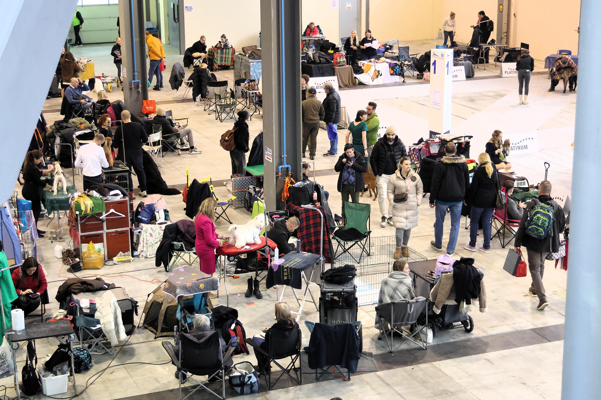 ozvočenje in razsvetljava pasje razstave