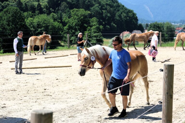 ozvočenje in razsvetljava prireditve HAFLINGER SLOVENIJA, Sprejem žrebet v rodovnik 2026 na Škofljici2