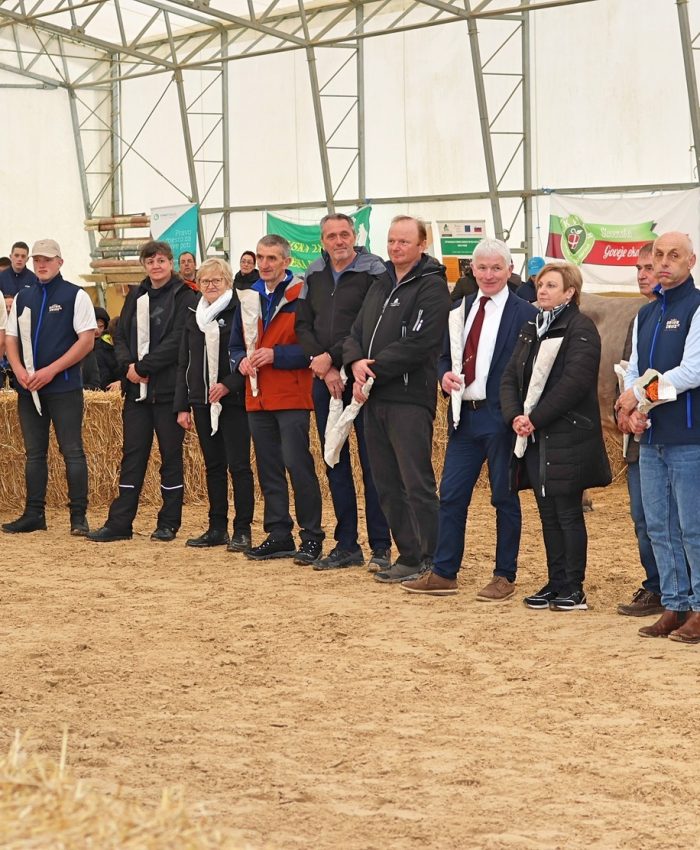 Razstava govedi rjave pasme