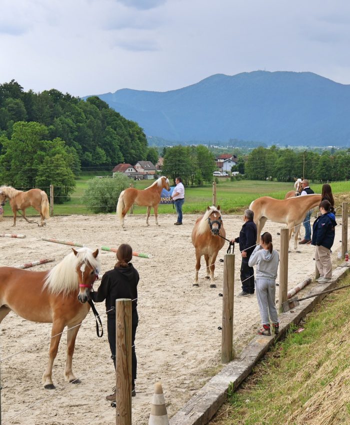 Ozvočenje prireditve HAFLINGER CENTER PR´PRIMAŠ, sprejem žrebic v rodovnik, 2025