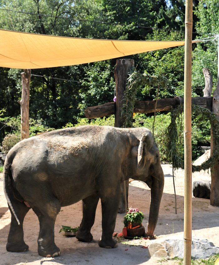 Ozvočenje prireditve ZOO Ljubljana