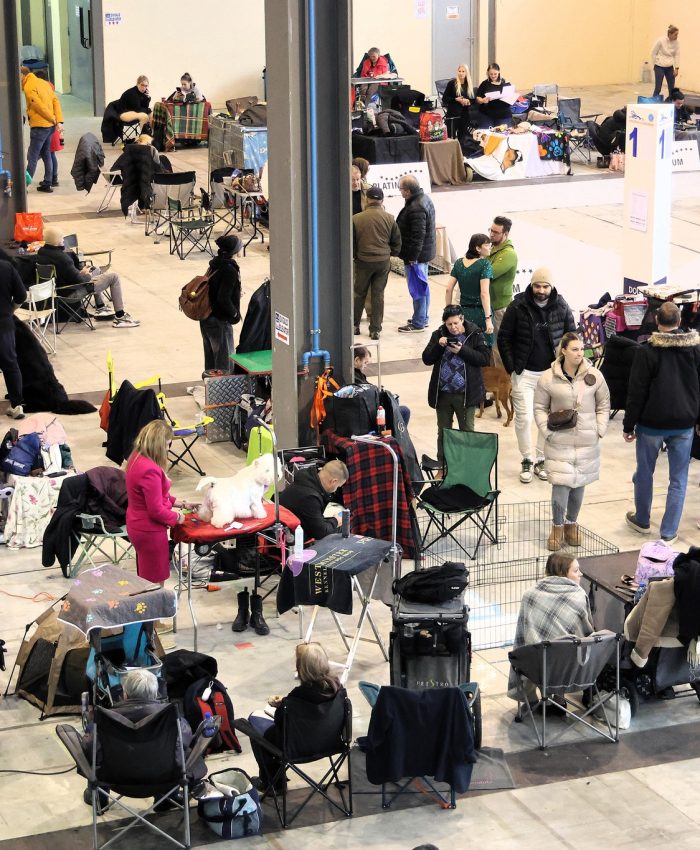 ozvočenje in razsvetljava pasje razstave