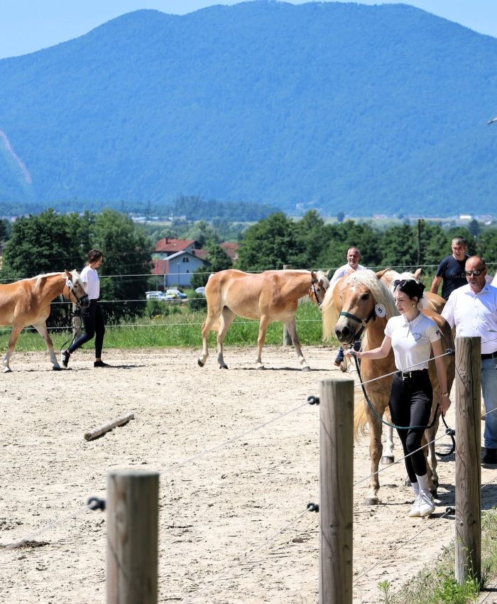 ozvočenje in razsvetljava prireditve HAFLINGER SLOVENIJA, Sprejem žrebet v rodovnik 2026 na Škofljici1